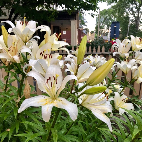 Meet your Posher, Angela - Picture 4 of 4